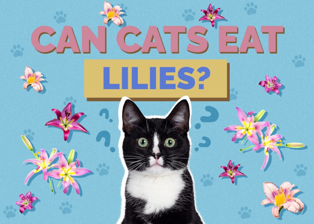 Can Cats Eat lilies
