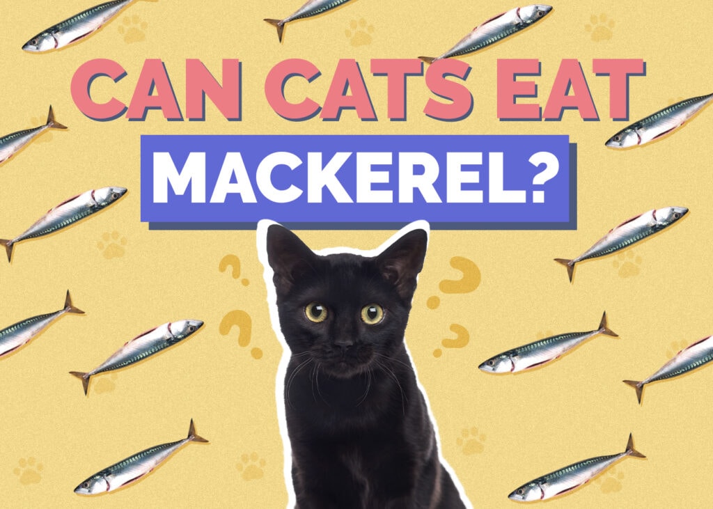 Can Cats Eat mackerel