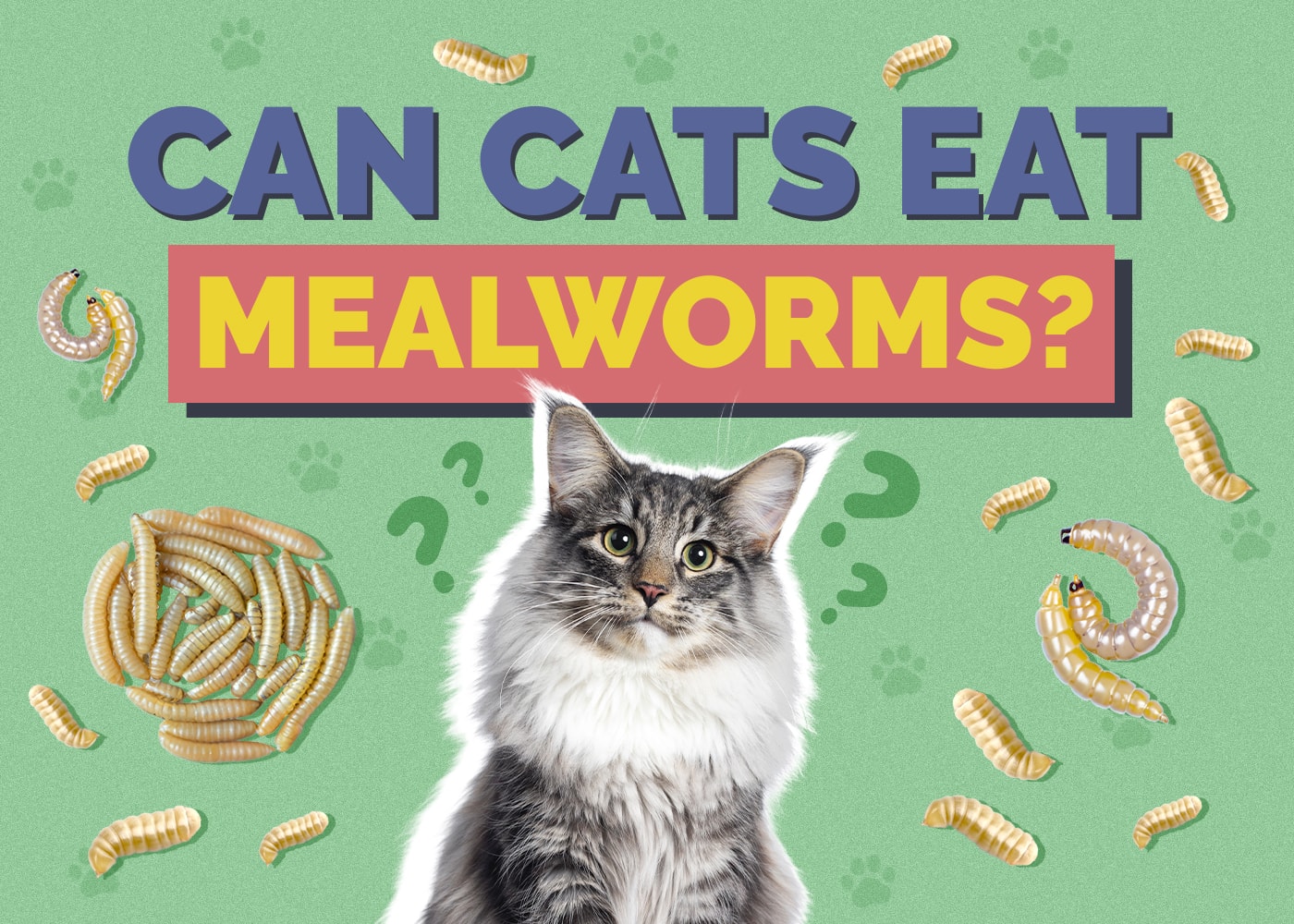 Can Cats Eat mealworms