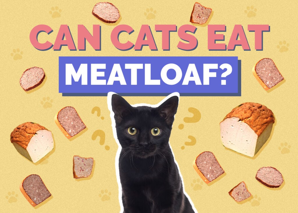 Can Cats Eat meatloaf