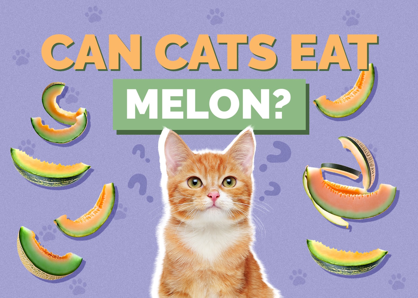 Can Cats Eat melon