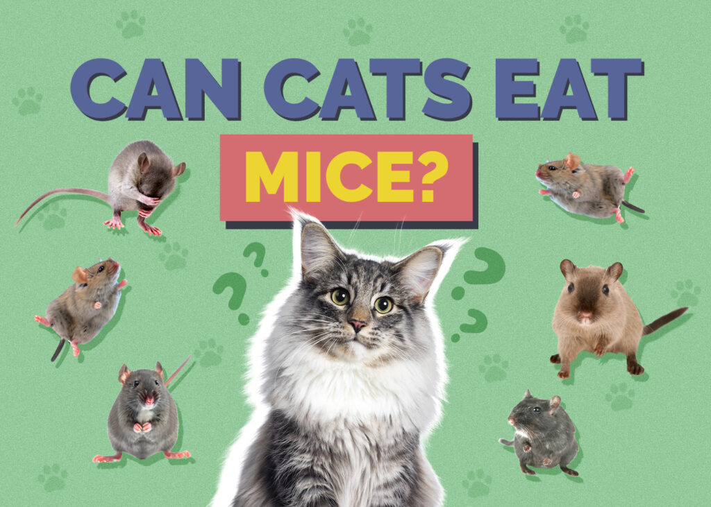 Can Cats Eat mice