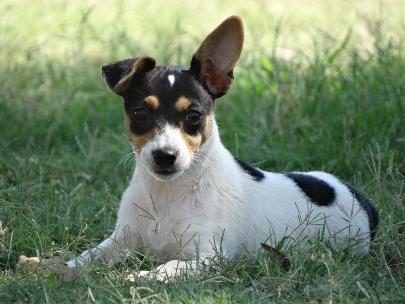 miniature fox terrier on the grass