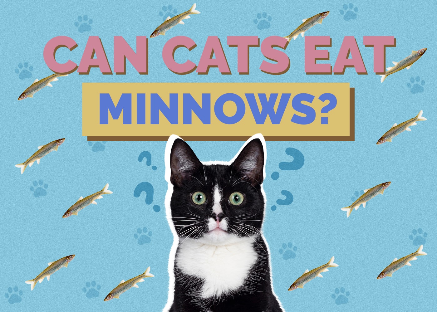 Can Cats Eat minnows