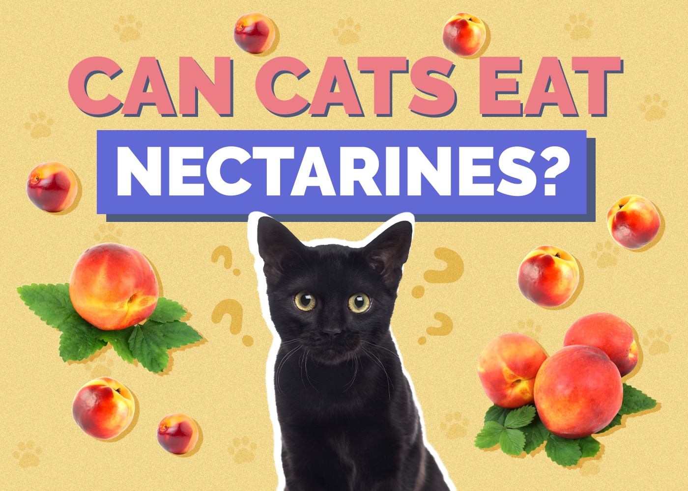 Can Cats Eat nectarines