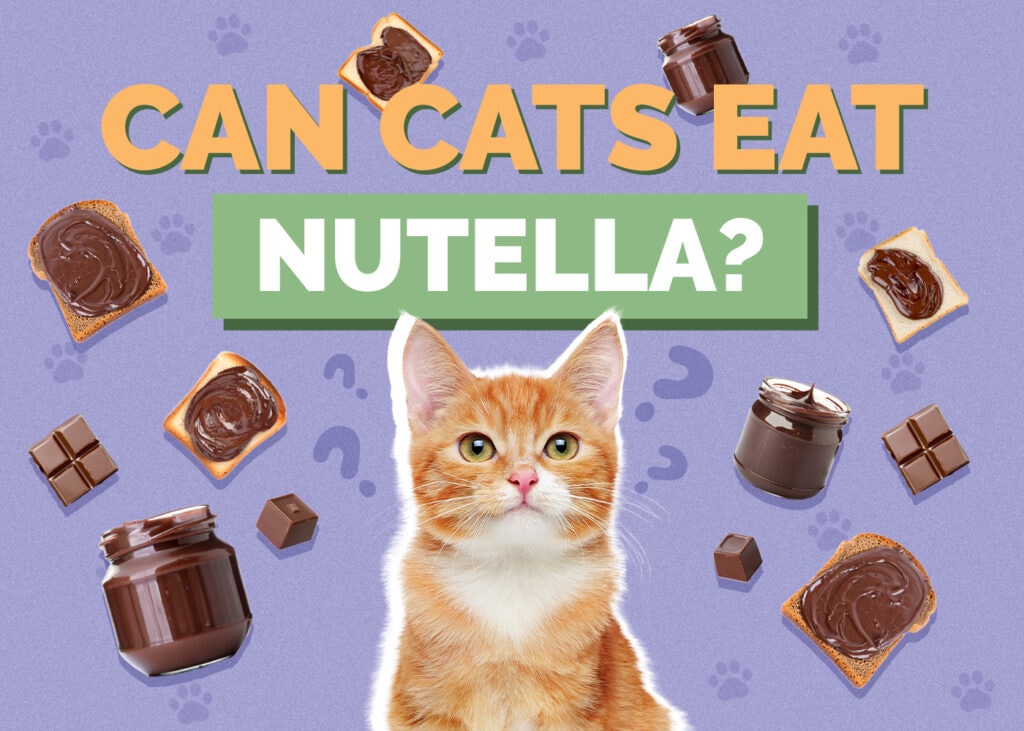 Can Cats Eat nutella