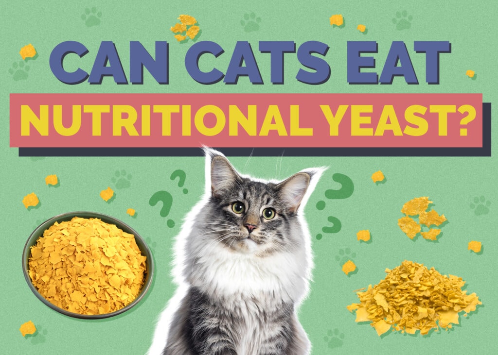 Can Cats Eat nutritional-yeast