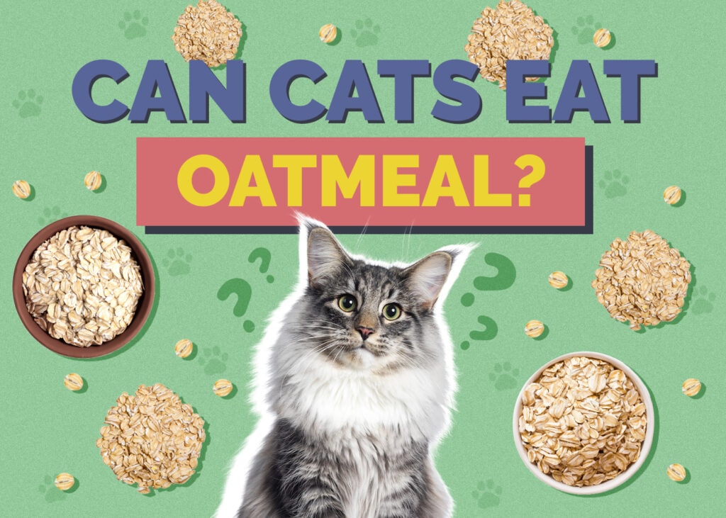 Can Cats Eat oatmeal