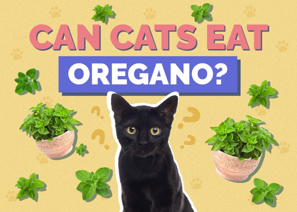 Can Cats Eat oregano