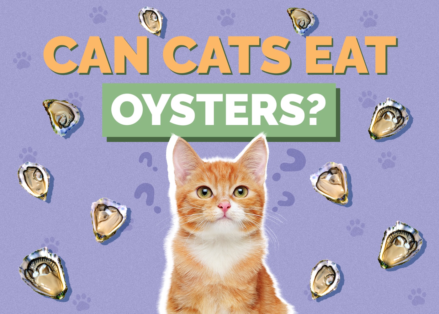 Can Cats Eat oysters