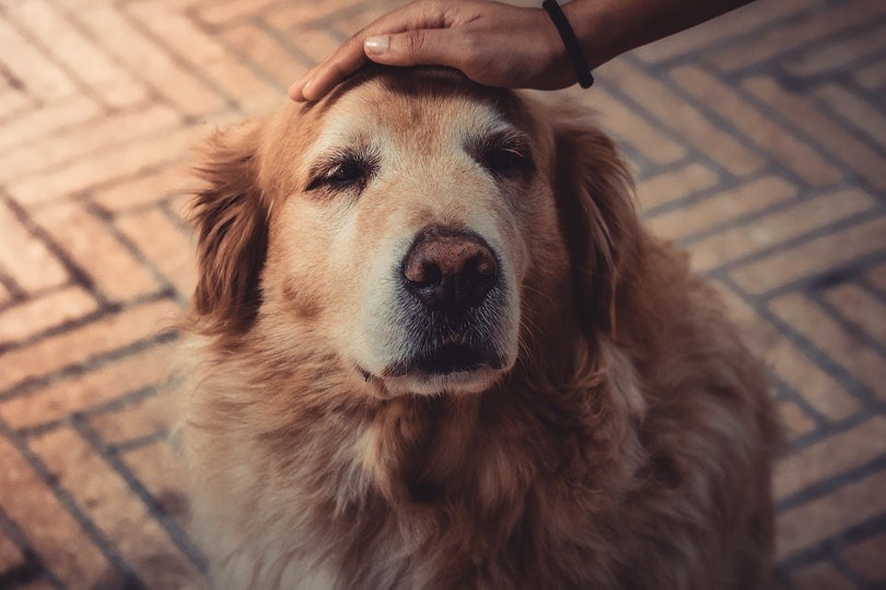 petting an old dog