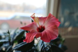 Is Hibiscus Poisonous to Cats? Vet-Reviewed Facts & Tips Hepper Pet