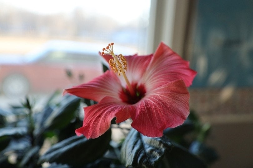 pink hibiscus plant indoors