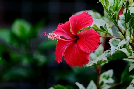 Is Hibiscus Poisonous to Cats? Vet-Reviewed Facts & Tips Hepper Pet