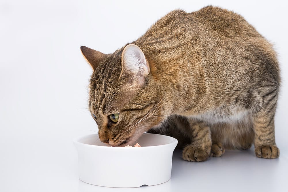 tabby cat eating from white bowl