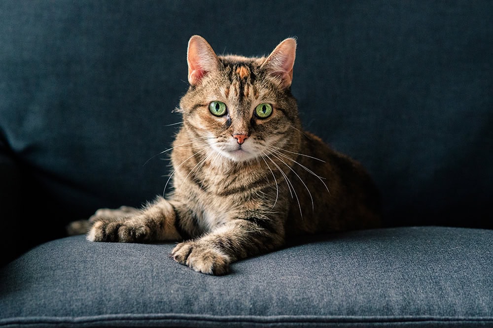 tabby polydactyl cat sitting on the couch