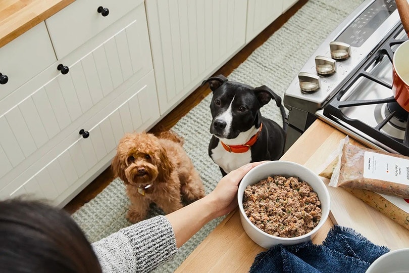 Two dogs waiting to be fed with The Farmer's Fresh dog food recipe