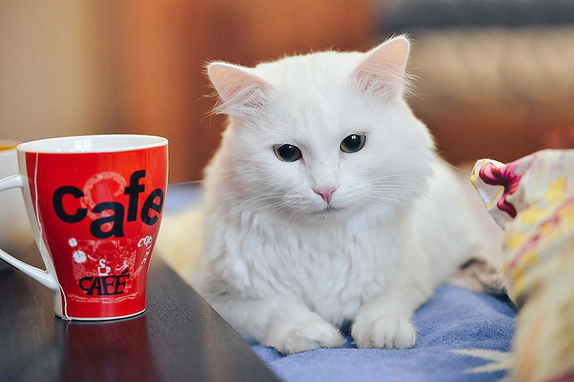 white cat lying next to a mug