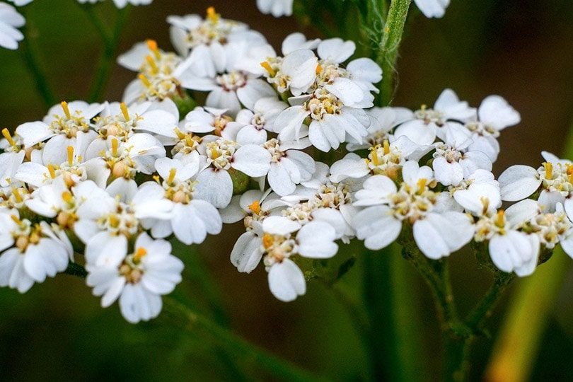yarrow flowers
