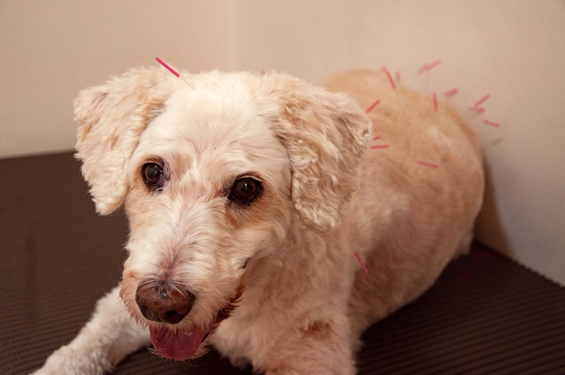 Acupuncture in dogs and cats pain relief and analgesic