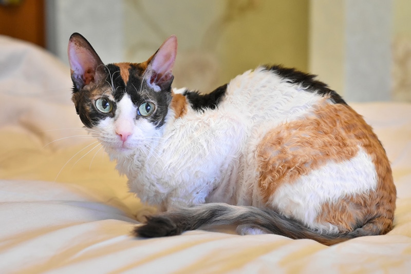 Adorable curly cat Ural Rex sits on the bed and looks with green eyes