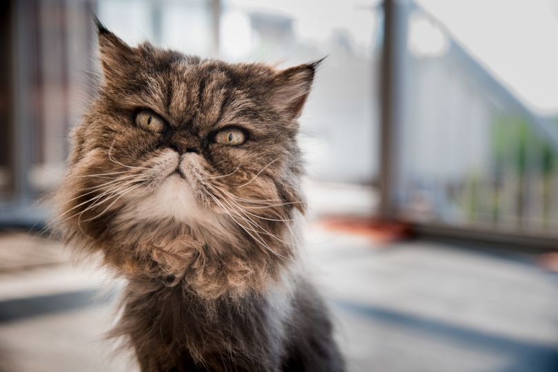 Angry-faced Persian cat