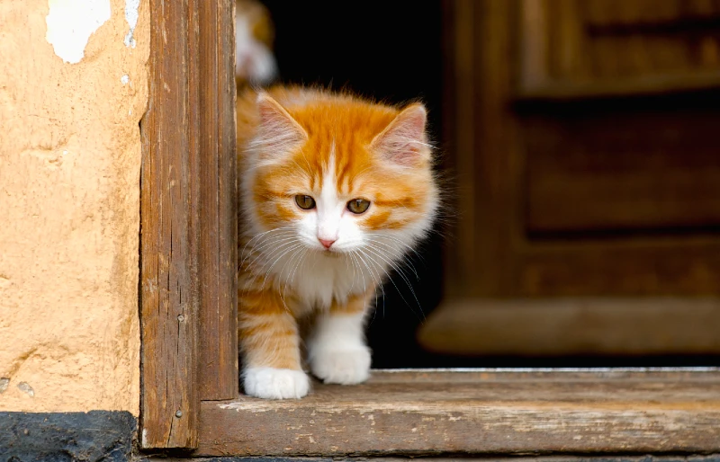 Cymric (Manx Longhair) kitten cat standing on doorway