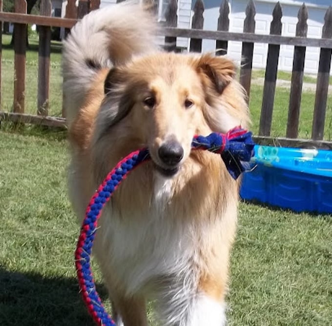DIY dog rope toys