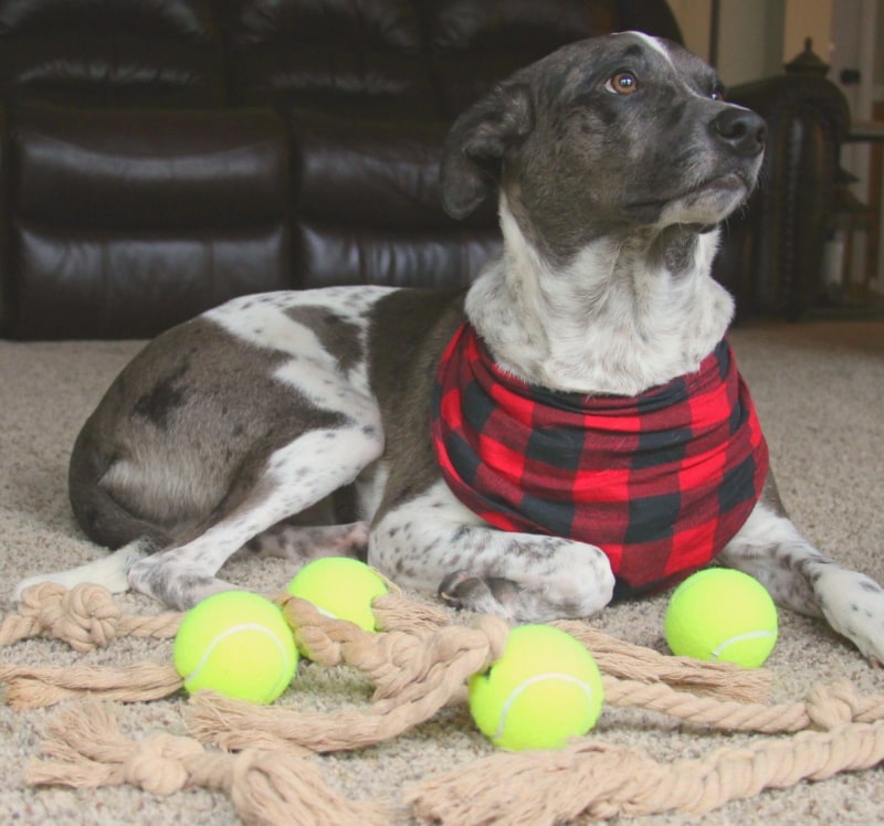 DIY dog rope toys
