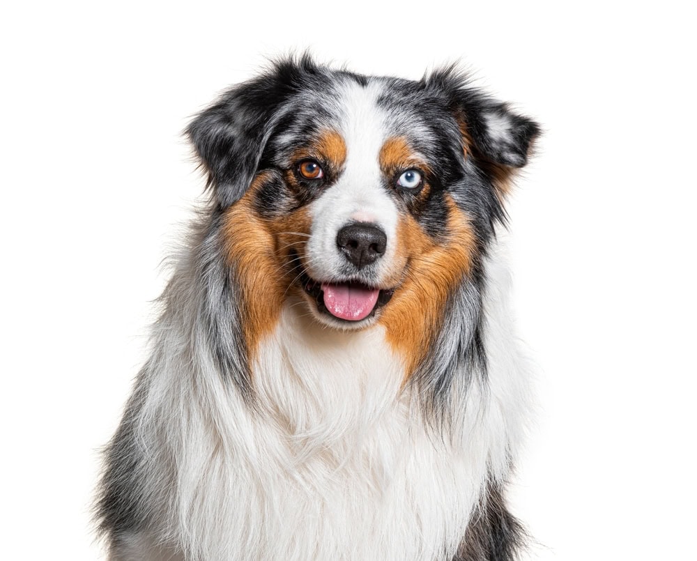 Headshot of an australian shepherd dog panting, heterochromia, happy