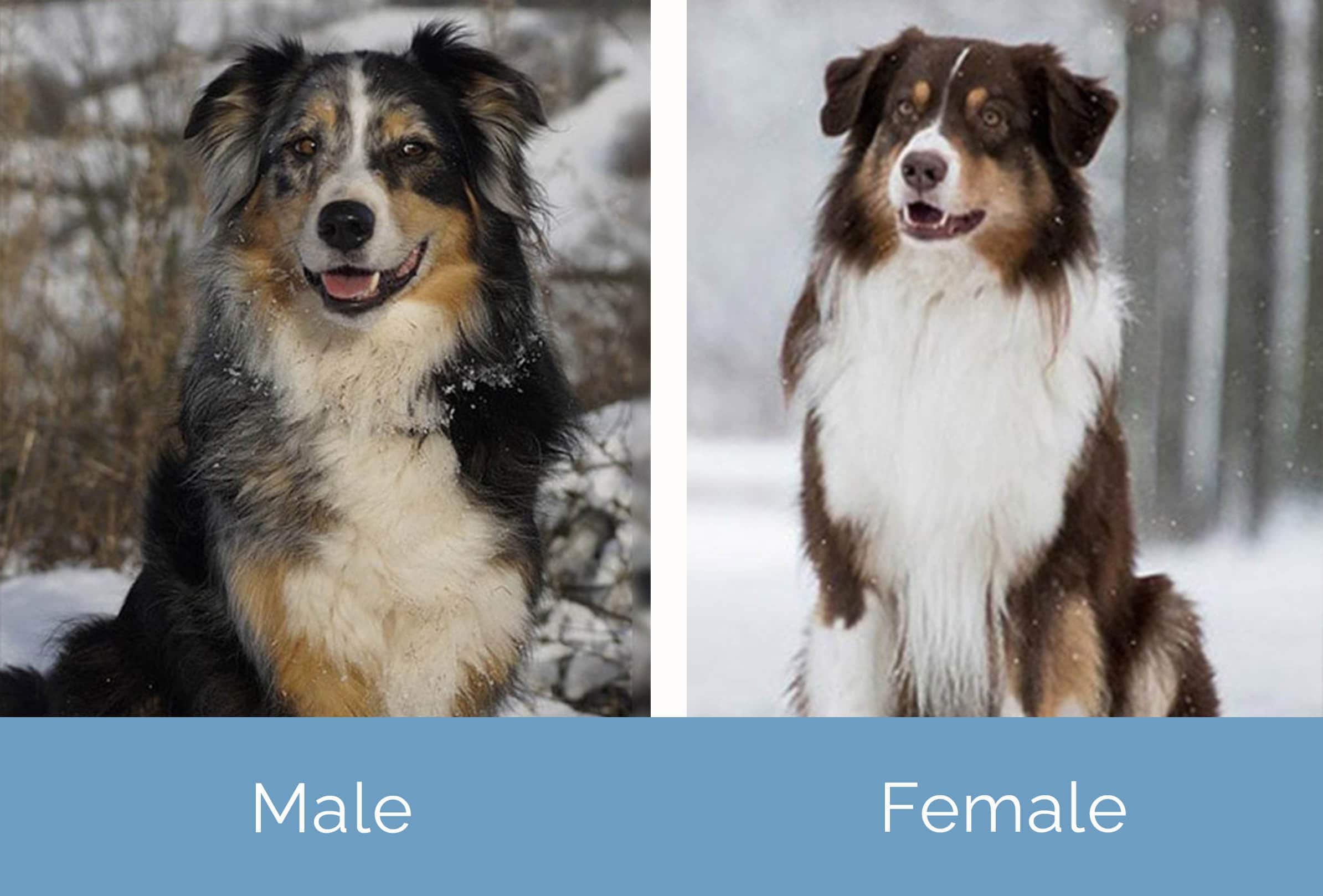 Male vs Female Australian Shepherd side by side