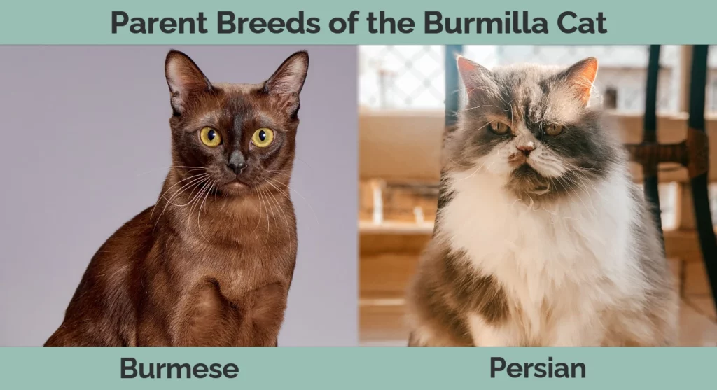 Parent breeds of the Burmilla Cat