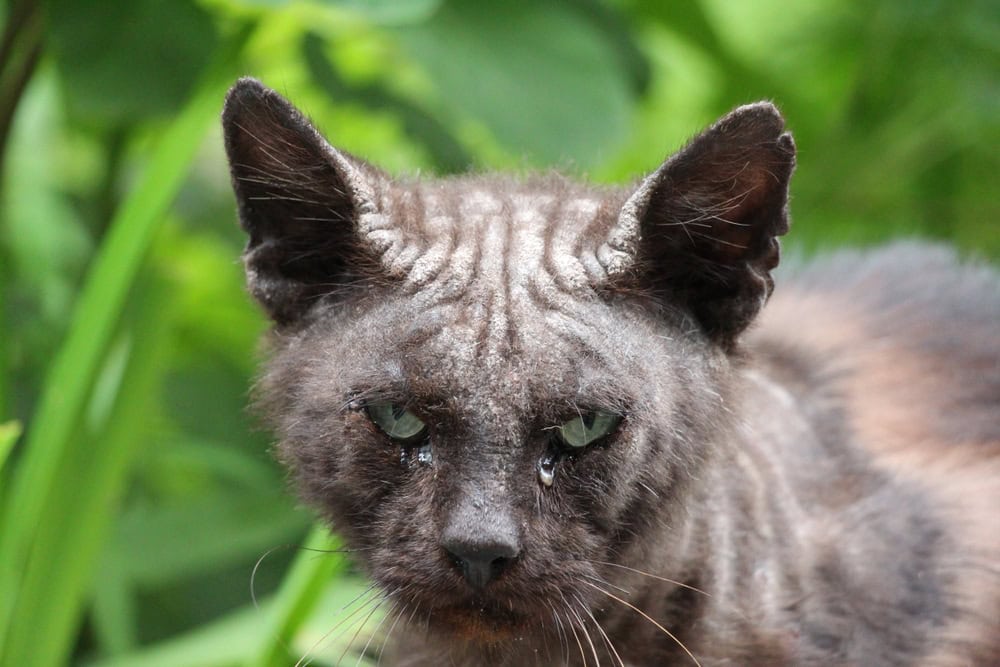 Portrait of a cat suffering from demodicosis