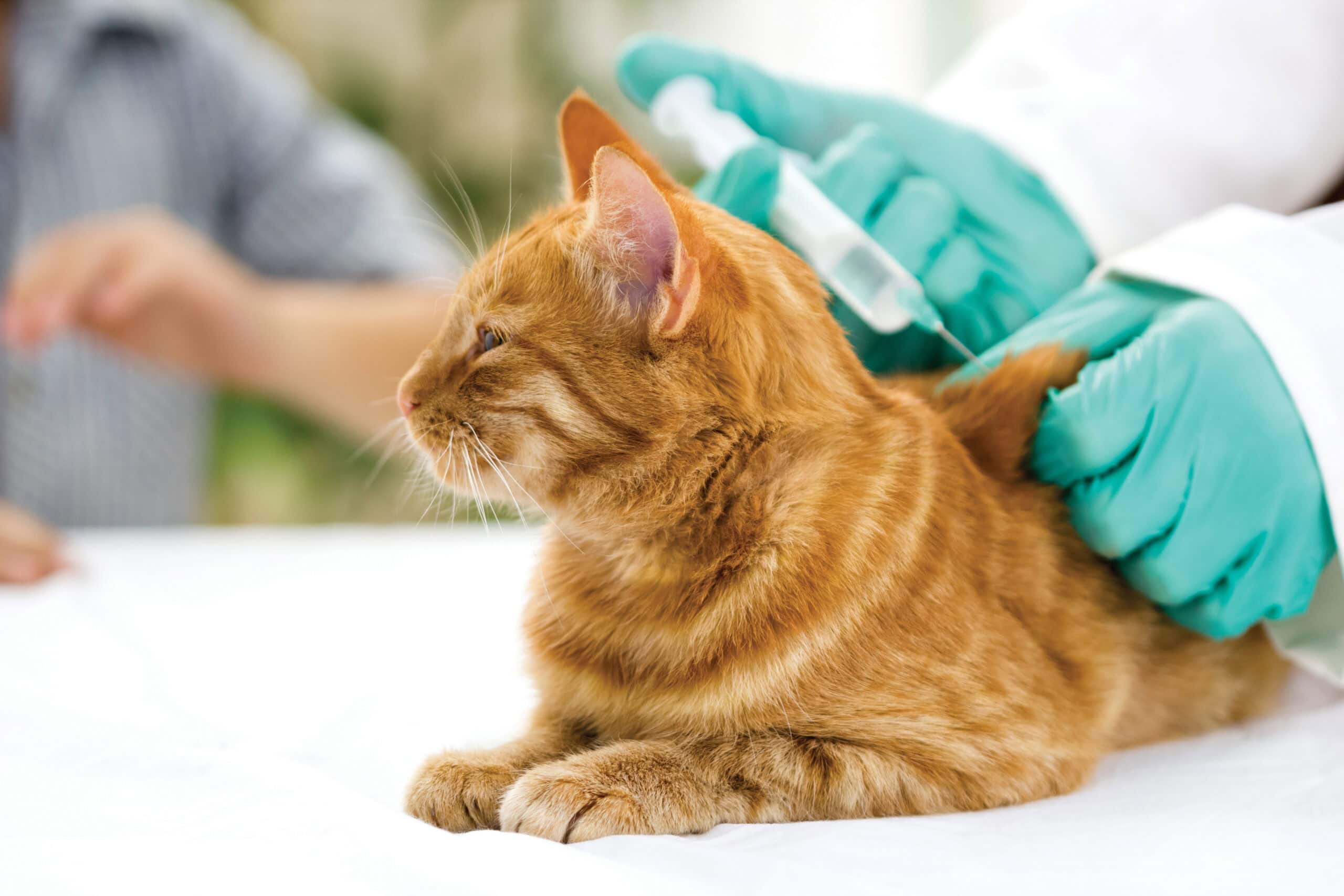 Subcutaneous fluids on cat
