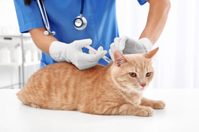 Veterinarian-giving-vaccine-injection-to-red-cat