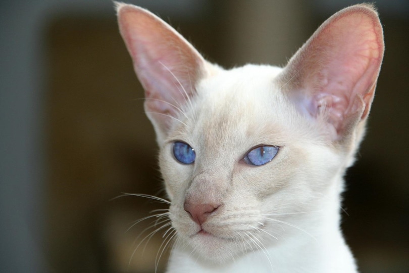 White Siamese cat with blue eyes