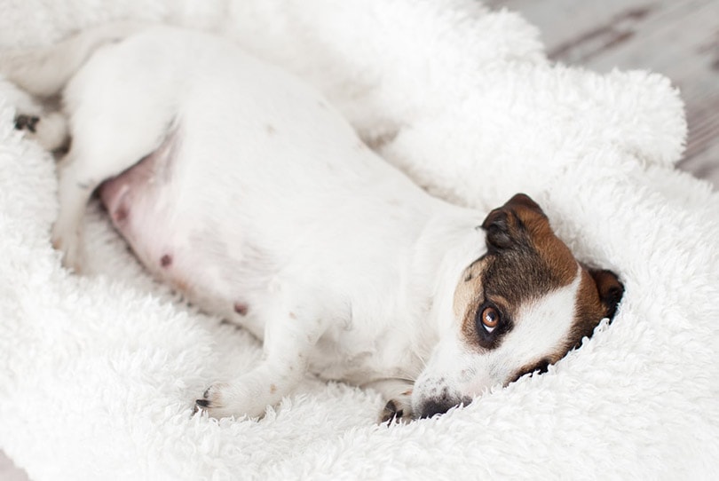 a pregnant jack russell in bed