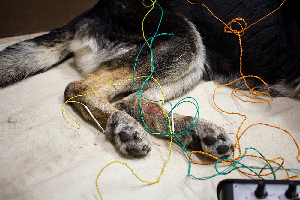 acupuncture on the hind legs of dog