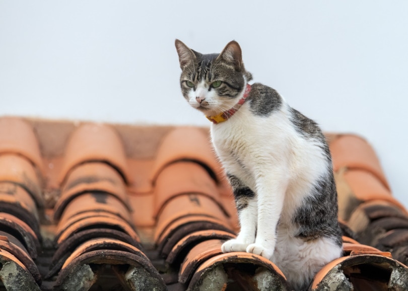 american wirehair cat on the roof