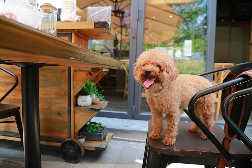 brown poodle dog sitting on a chair in a cafe