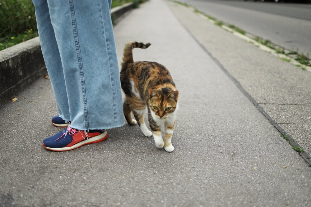 cat by a woman at the road