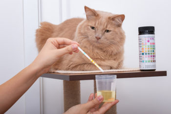How Do Vets Get Urine Samples From Cats? Our Vet Explains | Hepper Pet