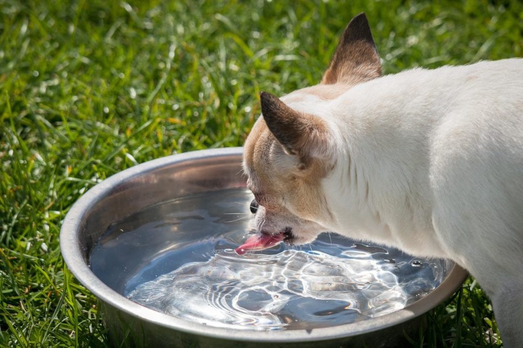 chihuahua drinking water outdoors