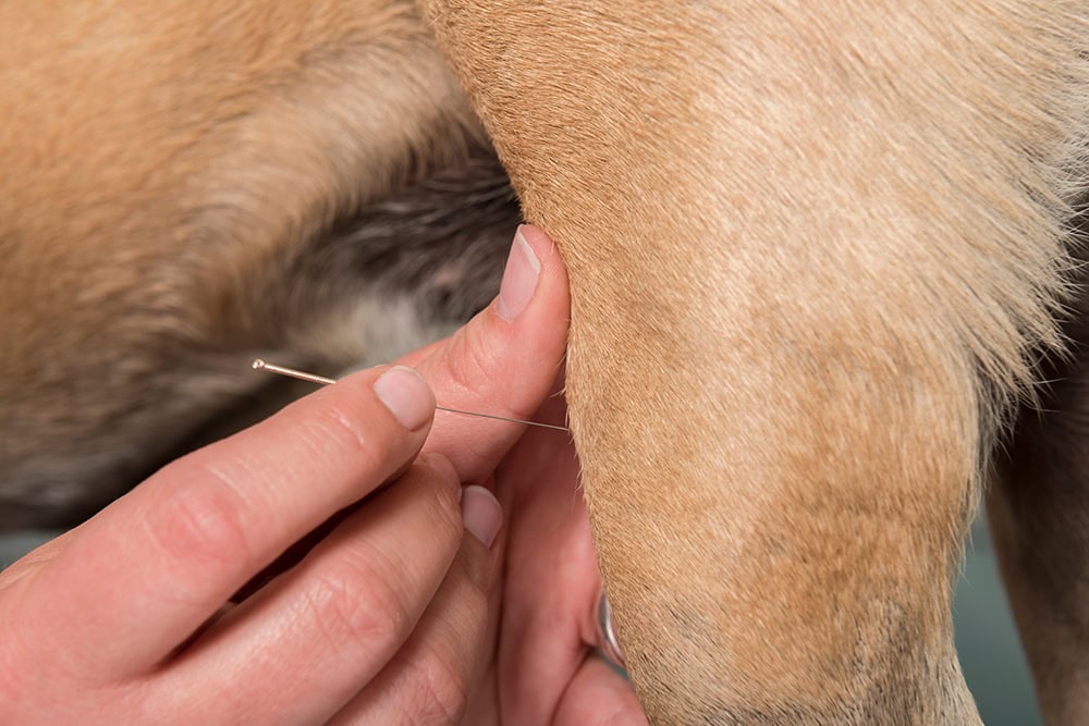 close up hand putting acupuncture needle on dog's leg