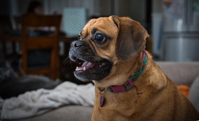 close up of a puggle dog opening its mouth