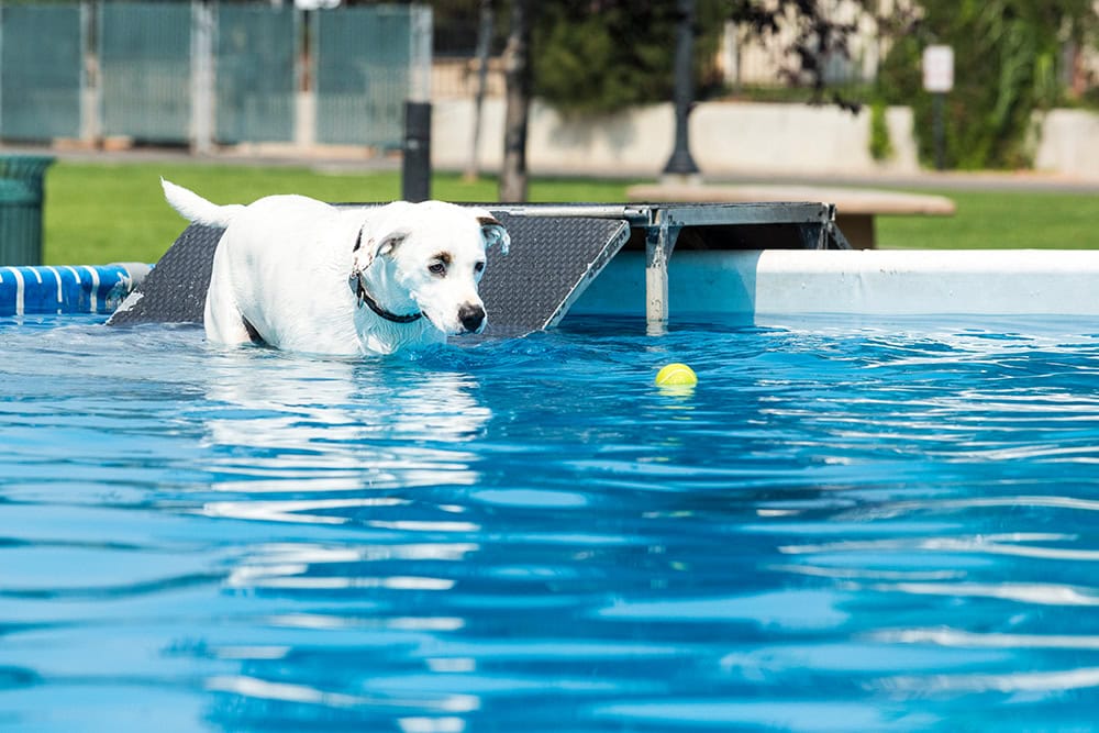 dog swims in the pool from the ramp