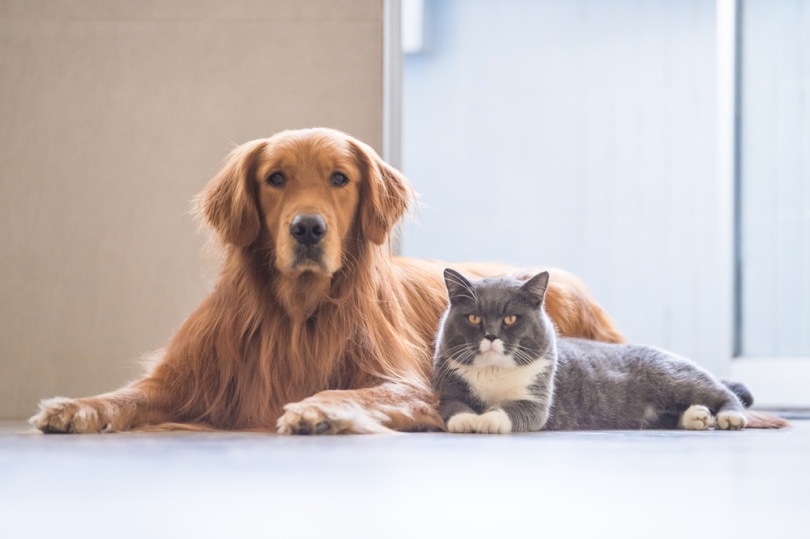 golden retriever and british shorthair cat