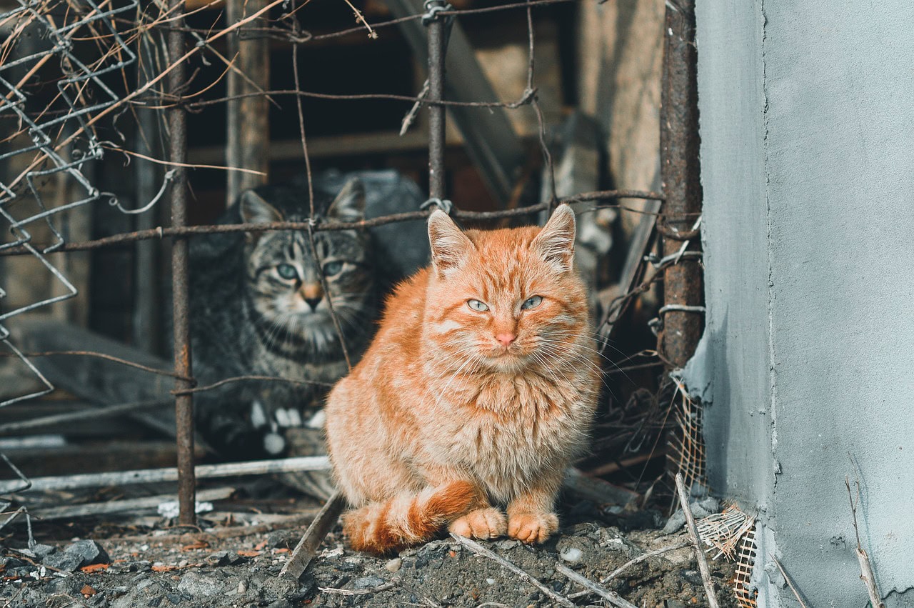grey and red tabby cats at an abandon site