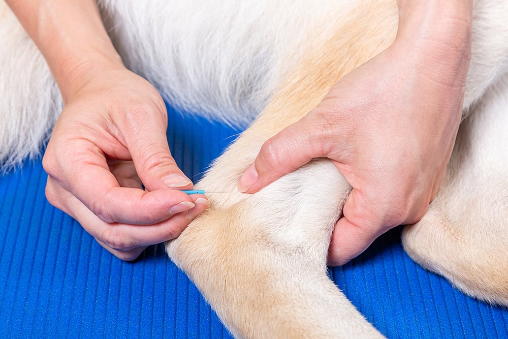 hand putting acupuncture needle to a dog