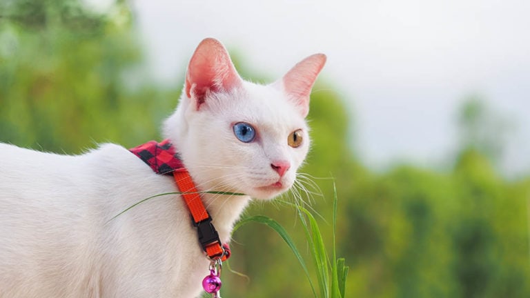 How to Get Your Cat Used to a Collar: 5 Vet-Approved Steps | Hepper Pet ...